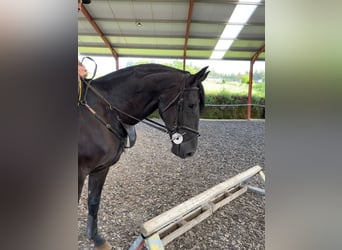 Cheval de sport espagnol, Hongre, 7 Ans, 168 cm, Noir