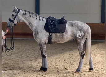 Cheval de sport espagnol, Hongre, 7 Ans, 169 cm, Gris