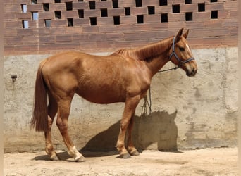 Cheval de sport espagnol, Hongre, 7 Ans, 170 cm, Alezan