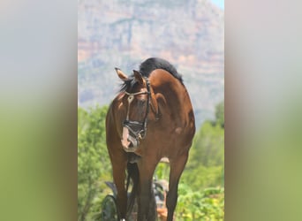 Cheval de sport espagnol, Hongre, 7 Ans, 170 cm, Bai brun