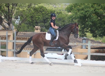Cheval de sport espagnol, Hongre, 7 Ans, 170 cm, Bai brun