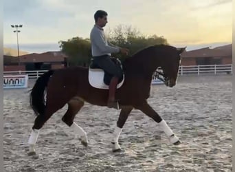 Cheval de sport espagnol, Hongre, 7 Ans, 170 cm, Bai cerise