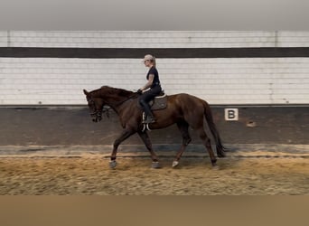 Cheval de sport espagnol, Hongre, 7 Ans, 183 cm, Alezan brûlé