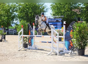 Cheval de sport espagnol, Hongre, 8 Ans, 148 cm, Gris