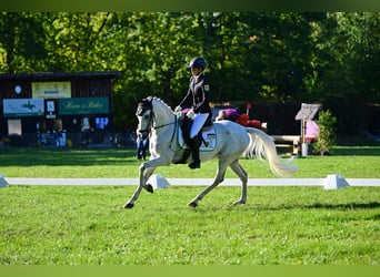 Cheval de sport espagnol, Hongre, 8 Ans, 148 cm, Gris