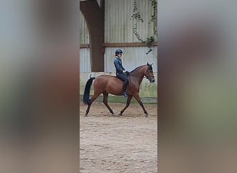 Cheval de sport espagnol, Hongre, 8 Ans, 150 cm, Bai