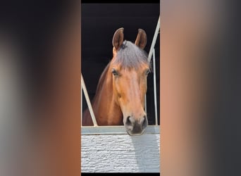 Cheval de sport espagnol, Hongre, 8 Ans, 150 cm, Bai