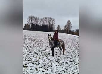 Cheval de sport espagnol, Hongre, 8 Ans, 158 cm, Gris pommelé