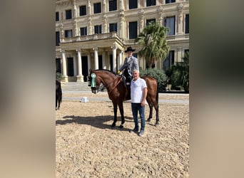 Cheval de sport espagnol, Hongre, 8 Ans, 160 cm, Bai