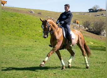 Cheval de sport espagnol, Hongre, 8 Ans, 167 cm, Alezan cuivré