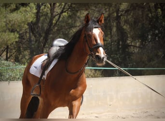 Cheval de sport espagnol, Hongre, 8 Ans, 168 cm, Bai