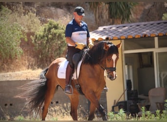 Cheval de sport espagnol, Hongre, 8 Ans, 168 cm, Bai
