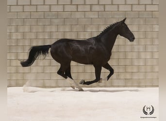 Cheval de sport espagnol, Hongre, 8 Ans, 168 cm, Noir