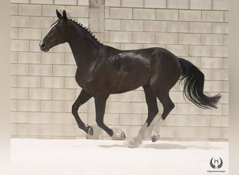 Cheval de sport espagnol, Hongre, 8 Ans, 168 cm, Noir