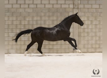 Cheval de sport espagnol, Hongre, 8 Ans, 168 cm, Noir