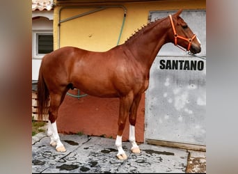 Cheval de sport espagnol Croisé, Hongre, 8 Ans, 171 cm, Alezan brûlé