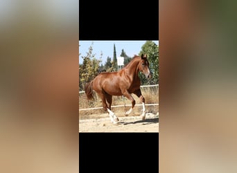 Cheval de sport espagnol Croisé, Hongre, 8 Ans, 171 cm, Alezan brûlé