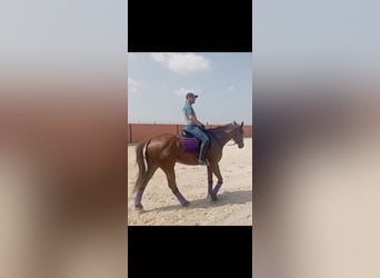 Cheval de sport espagnol Croisé, Hongre, 8 Ans, 171 cm, Alezan brûlé