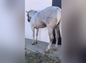 Cheval de sport espagnol Croisé, Hongre, 8 Ans, 176 cm, Gris pommelé