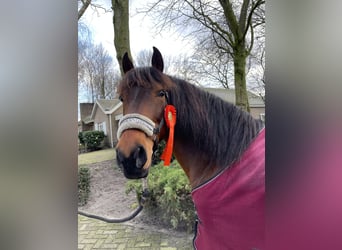 Cheval de sport espagnol Croisé, Hongre, 9 Ans, 148 cm, Bai brun foncé