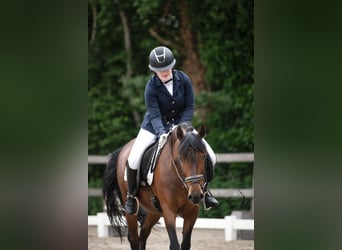 Cheval de sport espagnol Croisé, Hongre, 9 Ans, 148 cm, Bai brun foncé