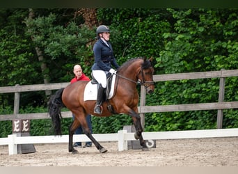 Cheval de sport espagnol Croisé, Hongre, 9 Ans, 148 cm, Bai brun foncé