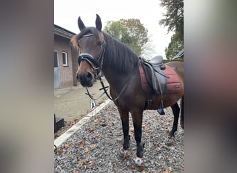 Cheval de sport espagnol Croisé, Hongre, 9 Ans, 148 cm, Bai brun foncé