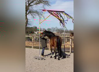 Cheval de sport espagnol Croisé, Hongre, 9 Ans, 148 cm, Bai brun foncé