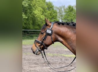 Cheval de sport espagnol Croisé, Hongre, 9 Ans, 148 cm, Bai brun foncé