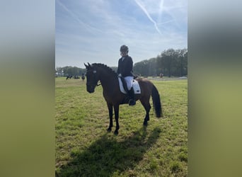 Cheval de sport espagnol Croisé, Hongre, 9 Ans, 148 cm, Bai brun foncé