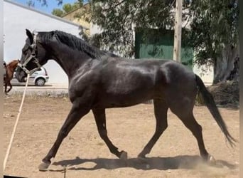 Cheval de sport espagnol Croisé, Hongre, 9 Ans, 158 cm, Noir