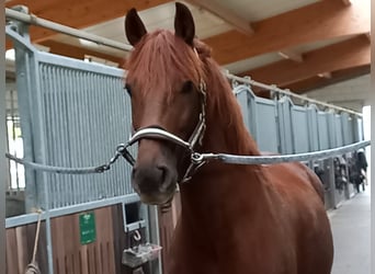 Cheval de sport espagnol, Hongre, 9 Ans, 160 cm, Alezan brûlé