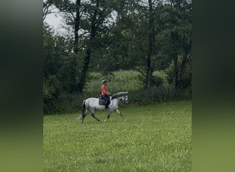 Cheval de sport espagnol, Hongre, 9 Ans, 160 cm, Gris