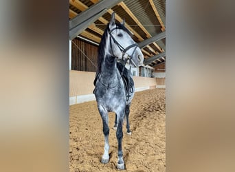 Cheval de sport espagnol, Hongre, 9 Ans, 160 cm, Gris