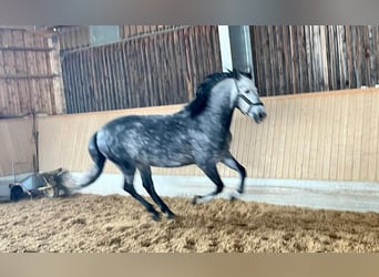 Cheval de sport espagnol, Hongre, 9 Ans, 160 cm, Gris