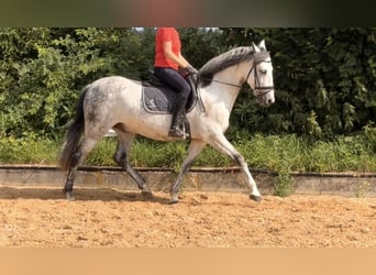 Cheval de sport espagnol, Hongre, 9 Ans, 160 cm, Gris