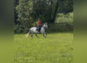 Cheval de sport espagnol, Hongre, 9 Ans, 160 cm, Gris
