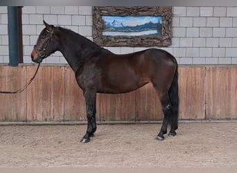 Cheval de sport espagnol, Jument, 10 Ans, 158 cm, Bai brun