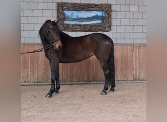 Cheval de sport espagnol, Jument, 10 Ans, 158 cm, Bai brun