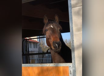 Cheval de sport espagnol, Jument, 10 Ans, 160 cm, Bai