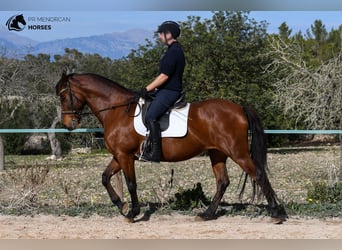 Cheval de sport espagnol, Jument, 10 Ans, 160 cm, Bai