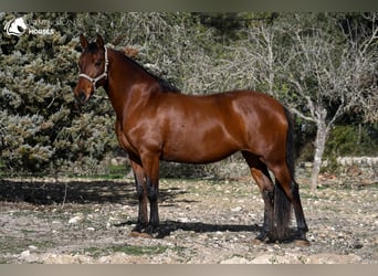 Cheval de sport espagnol, Jument, 10 Ans, 160 cm, Bai