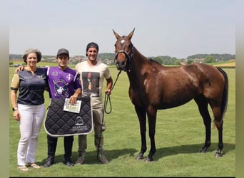 Cheval de sport espagnol, Jument, 10 Ans, Bai brun foncé