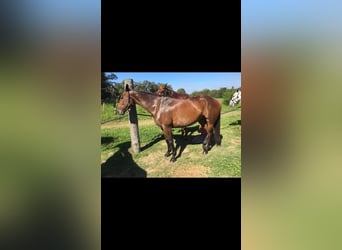 Cheval de sport espagnol, Jument, 10 Ans, Bai brun foncé