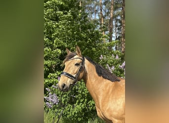 Cheval de sport espagnol, Jument, 11 Ans, 158 cm, Buckskin