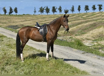 Cheval de sport espagnol Croisé, Jument, 11 Ans, 161 cm, Bai