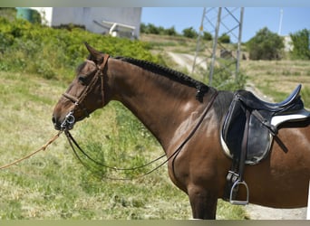 Cheval de sport espagnol Croisé, Jument, 11 Ans, 161 cm, Bai