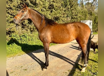 Cheval de sport espagnol, Jument, 11 Ans, 161 cm, Bai