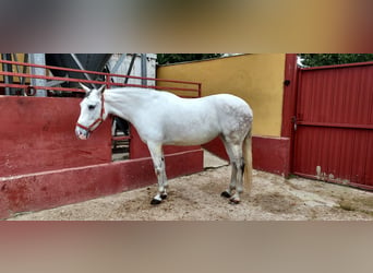 Cheval de sport espagnol, Jument, 11 Ans, 162 cm, Gris