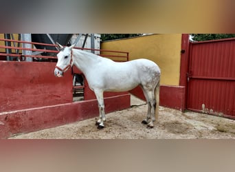 Cheval de sport espagnol, Jument, 11 Ans, 162 cm, Gris